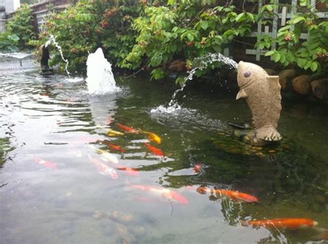 魚池養魚|養魚池:水質判斷,水類,紅水,黑水,白濁水,氨氮過高的水,。